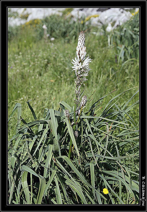 Asphodele blanc.jpg - Asphodèle blanc ou poireau de chien